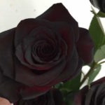 Rose noire